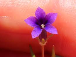 Image result for Monopsis zeyheri