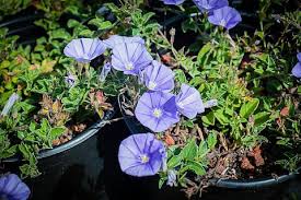 Image result for Convolvulus aschersonii