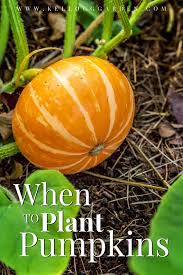 Pumpkins typically have a growing season of 75 to 100 days. When To Plant Pumpkins Kellogg Garden Organics