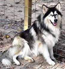 Thunder Native American Dog Native American Indian Dog American Indian Dog