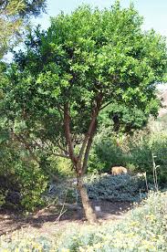 Image result for Warburgia