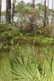 Image result for Fimbristylis