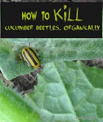 Hopefully that got a bit of a groan or maybe even a chuckle out of you. How To Kill Cucumber Beetles Organic Methods That Work Simplify Live Love