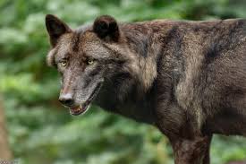 We did not find results for: Dawnthieves Wildpark Luneburger Heide Category 2017 Image Lueneburg1708kati Saiyan 13