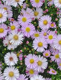 Aster Kickin Pink Chiffon Zone 5 9 Flowers Pastel Pink With Yellow Eye Daisy Like Blooms 4 6 Weeks Starting August Plants Perennial Grasses Perennials
