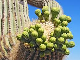 Free shipping on qualified orders. Cacti Of Arizona