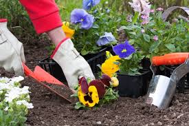 The plants you want to keep in your garden for water indication are squash, cucumber, and melons. When Should You Plant Pansies Outdoors What Is The Best Time To Plant Pansies