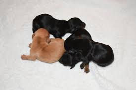 They truly an incredible breed. Miniature Dachshund Puppies For Sale Near Wilmington Nc