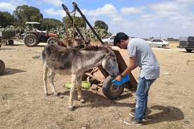 See more ideas about animal pictures, animals beautiful, cute animals. Stop Animal Transports Animals Angels