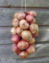 We did not find results for: How To Harvest And Store Onions