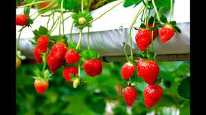 Get details of location, timings and contact. Genting Strawberry Leisure Farm Genting Highlands Destimap Destinations On Map