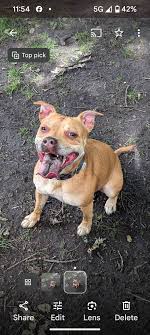 This girl has become so much more precious to me this week, I lost my 11  and a half year old westie