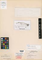 Image result for Syngonanthus welwitschii