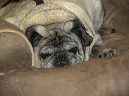 Welcome to animal care hospital! Animal Care Hospital Home Facebook
