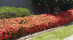 This is another shared characteristic between the two plants. Choosing Hedges For A Subtropical Garden The Retiree Magazine