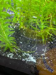Check out our thoughts of the best betta tanks here. What Are These White Specks On The Bottom Of My New Female Betta Tank Bettafish