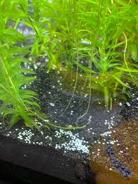 They're great at cleaning up too and produce minimal waste. What Are These White Specks On The Bottom Of My New Female Betta Tank Bettafish
