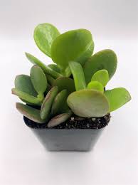 Image result for Crassula zombensis