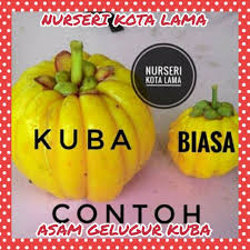 Jaga cahaya, baja dan air4. Hot Item Anak Pokok Asam Gelugur Kuba Kerbau Shopee Malaysia