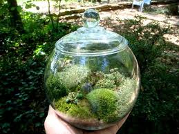 Small Covered Vase Moss Terrarium Glass Lichen And Moss Great For Home Or Office Nice Unusual Gift Terra Little Gardens Garden Terrarium Miniature Garden