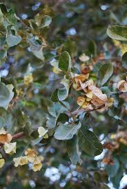 Image result for Combretum imberbe