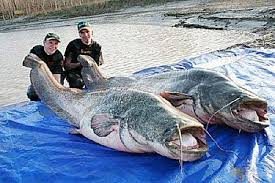 Mekong Catfish Found In China S Polluted Waterways It Can Grow Up To 10 5 Feet And Provide Enough Fish Sticks To Feed Giant Animals Big Animals Large Animals