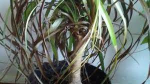 They are then wired to the. Lowes Clearance Plants Need Help To Save