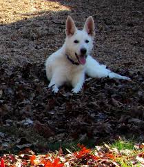 Shiloh shepherd, white shepherd, belgian shepherd. Your White German Shepherd Puppy Gunther White German Shepherds