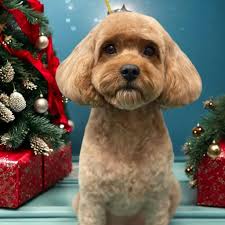 Photoroom is back in action 🎄🎄🎄 Such an amazing app