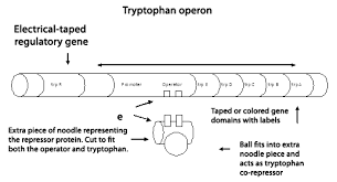 Modeling Prokaryotic Operons Carolina Com Ap Biology Teaching Biology Teaching Science