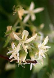 Image result for Xanthocercis zambesiaca