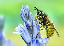 It would seem that the feeding. Bees Vs Wasps Vs Hornets How To Id And Tell The Difference