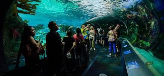 A Review Of Ripley'S Aquarium In Myrtle Beach - Wanderwisdom