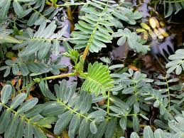 Image result for Aeschynomene