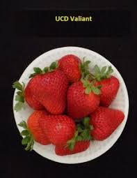 Office Of Research The Uc Patented Strawberry Cultivars