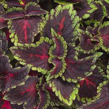 Image result for Coleus thyrsoideus