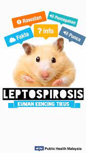 Leptospirosis is a blood infection caused by the bacteria leptospira. Kuman Kencing Tikus 8 Fakta Yang Public Health Malaysia Facebook