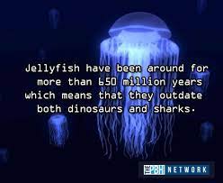 Ocean Animals Facts 10 Amazing Things About Marine Life