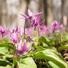 Image result for Corydalis