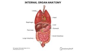 Image result for internal organs