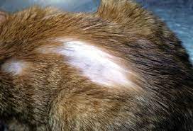 Cats Alopecia Hair Loss This Refers To Unusual Hair Loss That Leaves Bald Spots It Can Be A Warning Sign Cat Skin Problems Cat Skin Forever Living Products