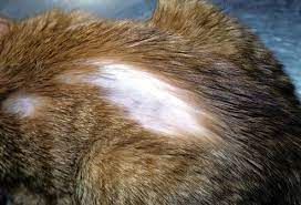 I once had a kitty that got a bald spot on his back. Cats Alopecia Hair Loss This Refers To Unusual Hair Loss That Leaves Bald Spots It Can Be A Warning Sign Cat Skin Problems Cat Skin Forever Living Products
