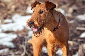 Image result for irský teriér