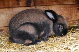 Check spelling or type a new query. Zootierlistehomepage