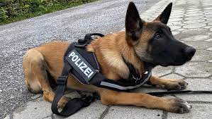 Bad Dürrheim: Großeinsatz: Wenn der Polizeihund auf der Flucht ist! |  SÜDKURIER