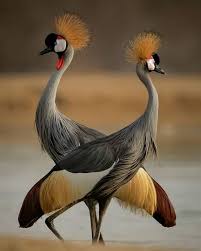 Colorful Bird With Big Feathers Crazy Birds Game Birds Nest Cafe All Birds Zappos Migos 11 Birds Bird Spikes Stainless Steel Birds As Pets For Children Do Bird Spikes Work For Small Bi Beautiful Birds Bird