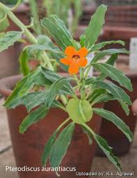 Image result for Pterodiscus aurantiacus