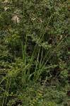 Image result for Dipcadi longifolium