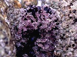 Image result for Microcoelia corallina