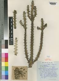 Image result for Euphorbia griseola